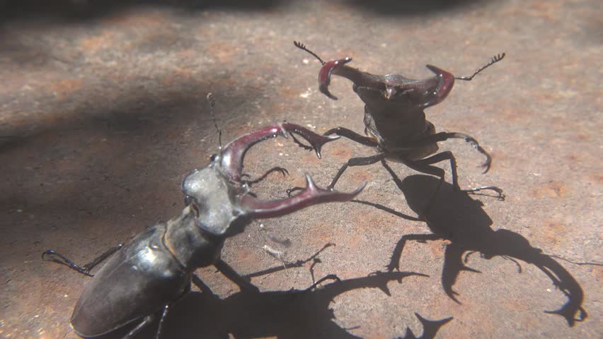 Dominance Fight Between Two Large Lucanus Cervus Beetles