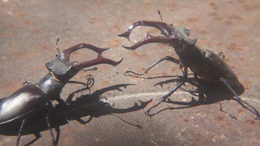 Dominance Fight Between Two Large Lucanus Cervus Beetles