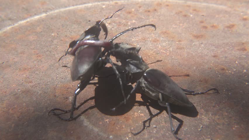 Dominance Fight Between Two Large Lucanus Cervus Beetles