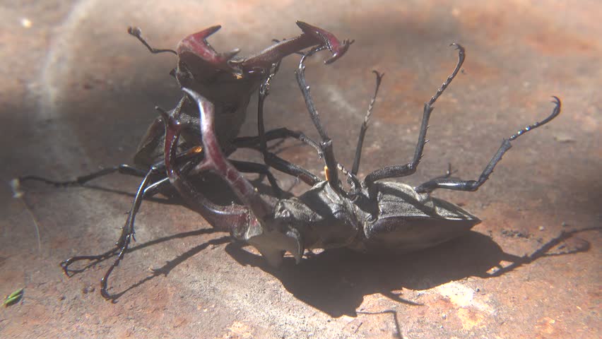 Dominance Fight Between Two Large Lucanus Cervus Beetles