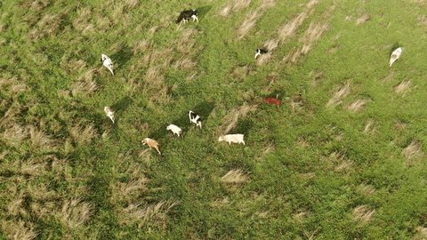 Drone Slowly Descending above Cows Meadow