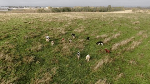 Drone Zooming toward Cows Grazing on Meadow