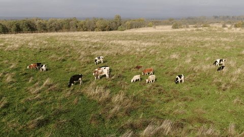 Hovering Drone Filming Cattle on Rural Pasture