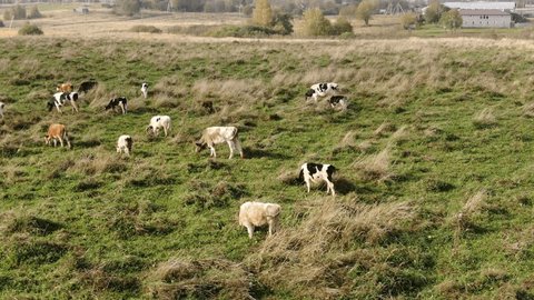 Slow Sideways Drone Flight above Grazing Cows