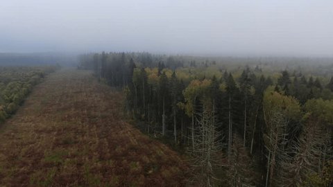 Aerial Forward Flight over Misty Woodland