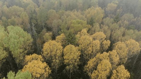 Forward Aerial Flight Downward Forest View