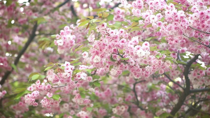 Sakura blossom with branches in full bloom sways in the wind, pink flowers blooming in spring garden, springtime flowering cherry tree, beautiful dreamy nature landscape.