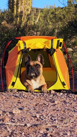 Overland camping lifestyle with dogs: French Bulldog exploring Route 40 in winter.