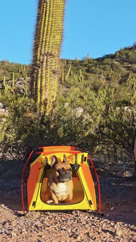 Overland camping lifestyle with dogs: French Bulldog exploring Route 40 in winter.