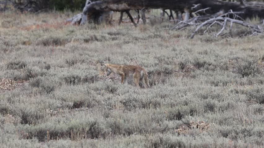 Coyote hunting gophers in Grand Teton National Park Wyoming