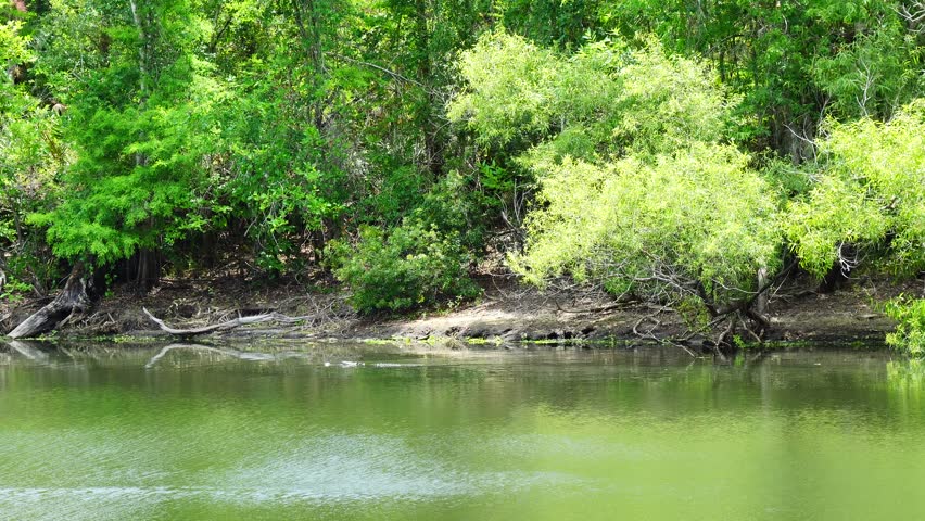 Spring Landscape of Hillsborough river in  Tampa, Florida