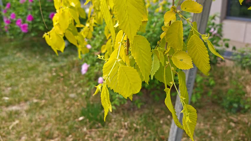 Footage of the branch of Chinese elms leafy tree plant.
