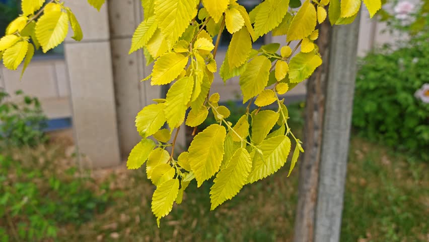 Footage of the branch of Chinese elms leafy tree plant.