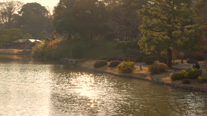 Golden sunlight reflects on a calm pond surrounded by pine trees during a peaceful sunset