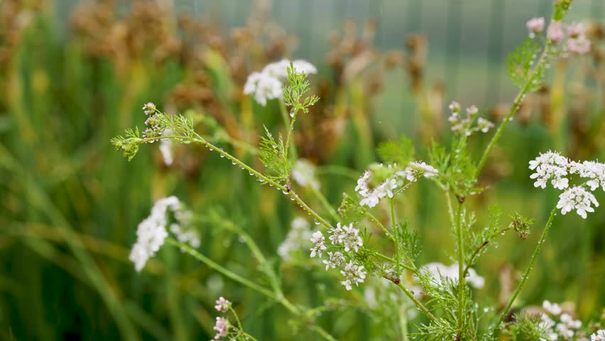 Close-up shot of blooming cilantro plants with water droplets on leaves during light rain