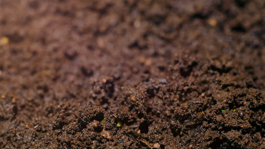Growing plants time-lapse on dark fertile soil, symbol of business growth and success.