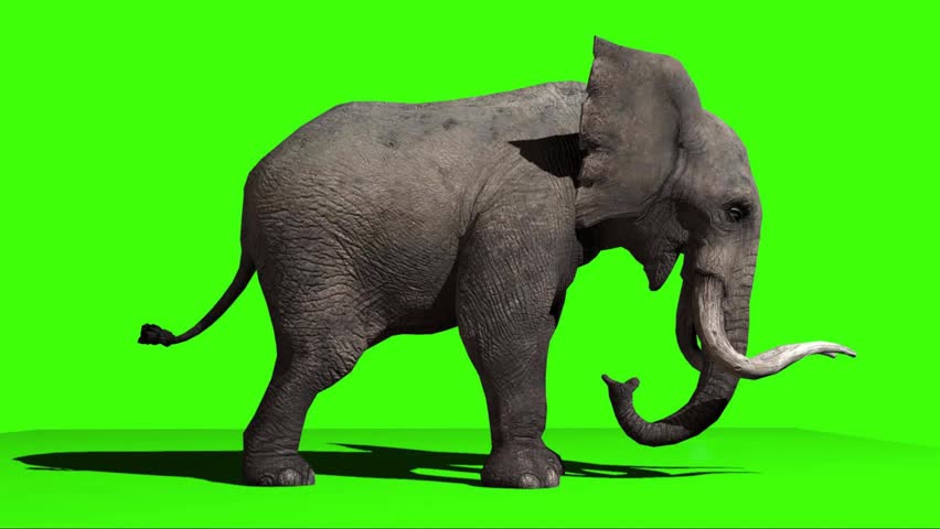 A realistic 3D rendered side view of a large African elephant walking, isolated on a green screen background for easy compositing and editing.