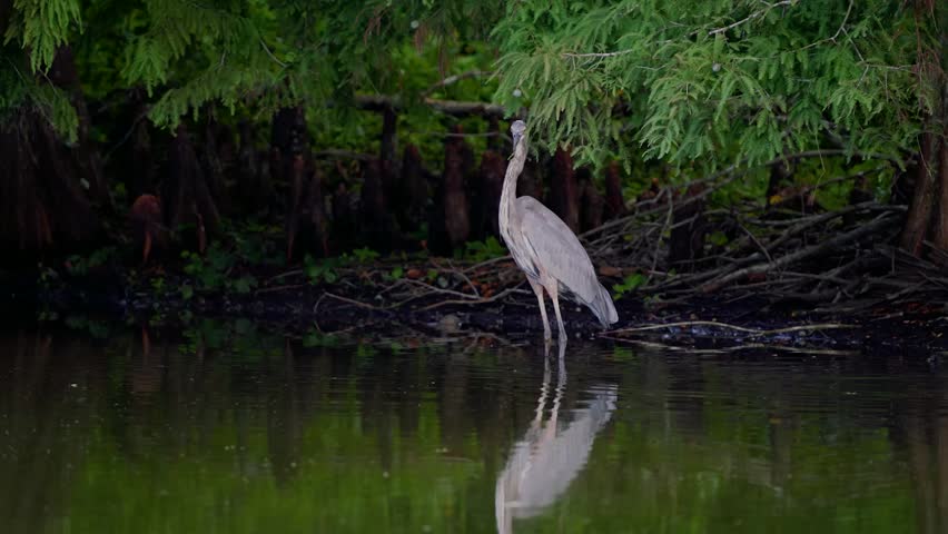 Close-up footage of a great blue heron in its natural habitat, showcasing detailed feathers and elegant wildlife behavior in crisp 4K resolution.