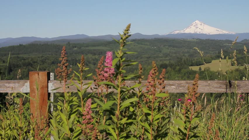 Scenic View of Mount Hood with Wild Flowers and Tall Grass in Sandy Oregon 1920x1080