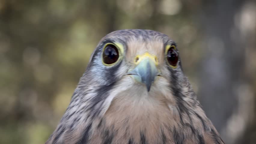 Little spanish falcon close up. High quality 4k footage