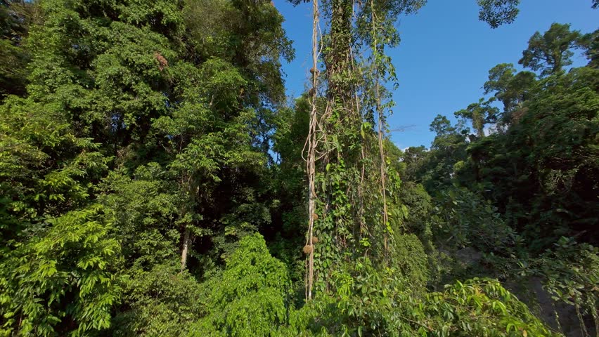 Drone Flight upward along Giant Jungle Liana with Phytocrene bracteata fruit, low angle aerial view of tropical vine climbing into bright rainforest canopy, Tropical Botany Adventure.