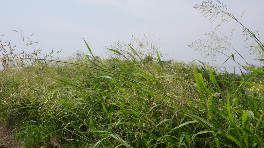 Tall Green Grass Field Under Blue Sky	
