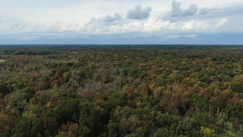 Lush Forest Trees In W.C. Johnson Park, Collierville, Tennessee - Aerial Drone Shot