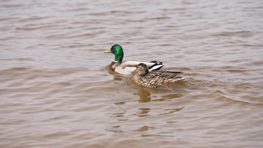 Beautiful male and female mallard ducks swimming peacefully on the rippling brown water of a pond before suddenly taking off and flying away, splashing drops of water in the air