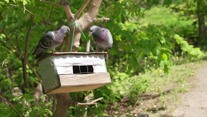 Two rock doves courting on a handmade birdhouse hanging from a tree in a sunny park, with one bird performing a mating ritual dance before the other one flies away into the green foliage