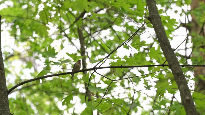 Solitary house finch perching on a thin branch among vibrant green leaves, chirping and singing its song in a lush forest with a bright, out-of-focus background creating a peaceful atmosphere