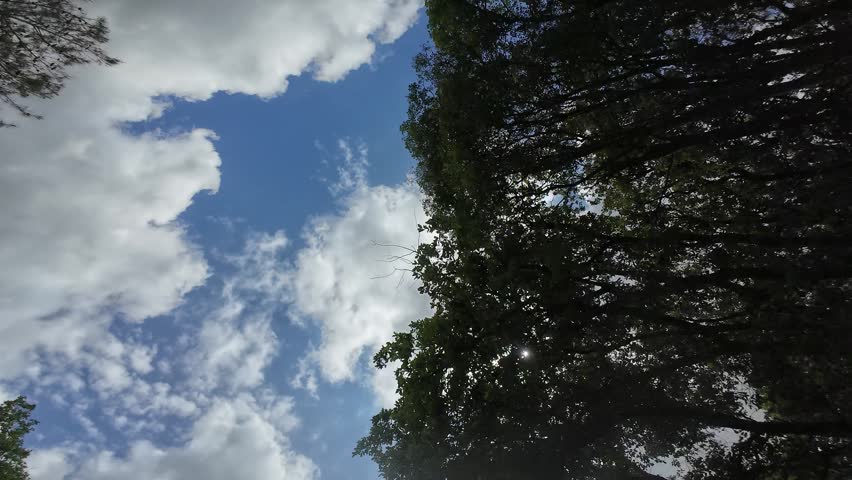 Driving through the forest under a wonderful cloudy sky, looking up at the sky from below the tall trees.
