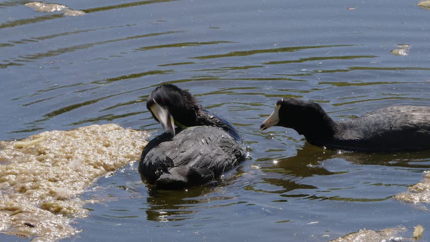 Mated pair of Mud Hen aquatic birds groom plumage in pond, closeup