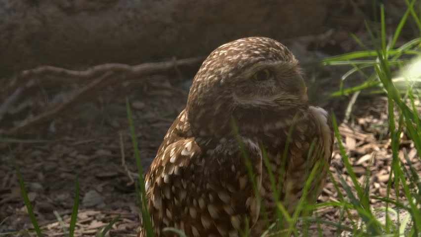 Backlit Burrowing owl on ground looks up and then directly at camera