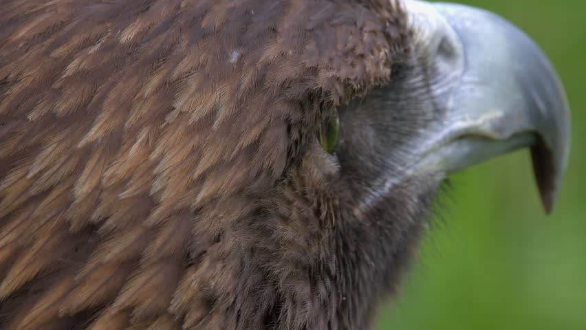 Extreme close-up: Head and face of Golden eagle with brown plumage