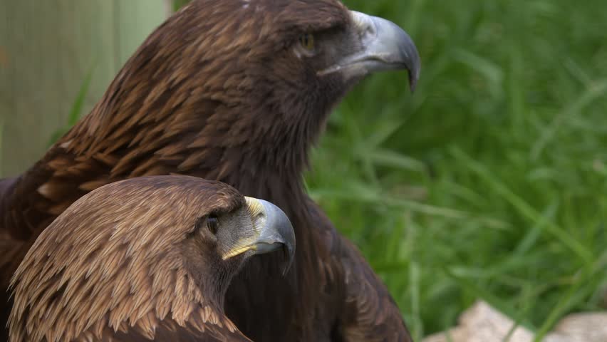 Closeup mated pair of Golden eagles on ground with copy space on right