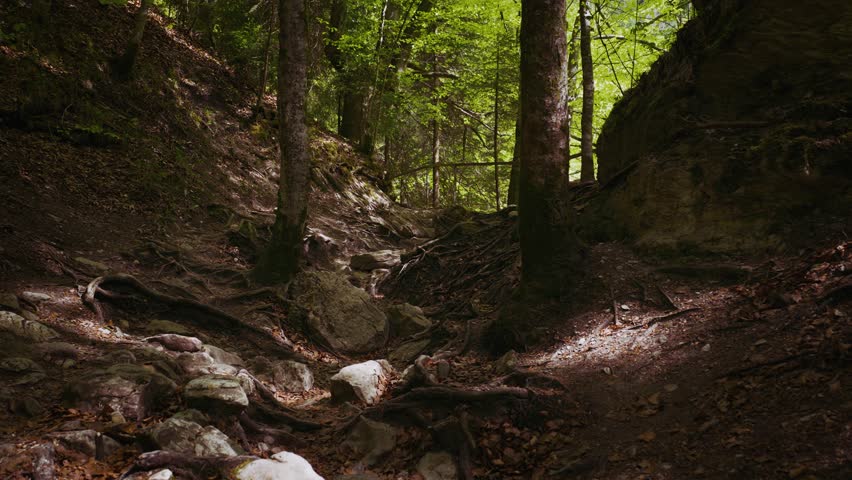 Forest hiking path with thick exposed tree roots as natural steps, sunlight through green trees, Bavaria