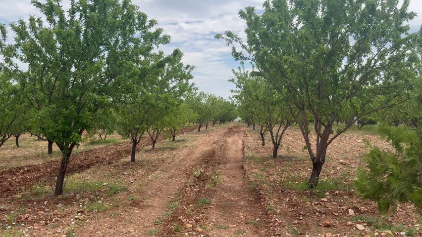 Dirt Road Between Almond Trees in Green Spring Orchard. Rural dirt road passing through rows of almond trees in a peaceful spring orchard with fresh green foliage and countryside atmosphere.