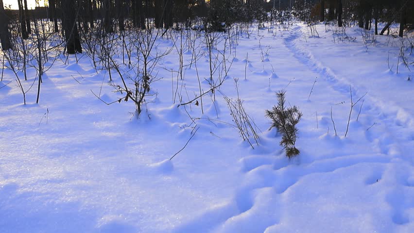 Beautiful winter landscape in a snow covered forest during a vibrant sunset, with long shadows from the trees stretching across the fresh powder and a tranquil winding path