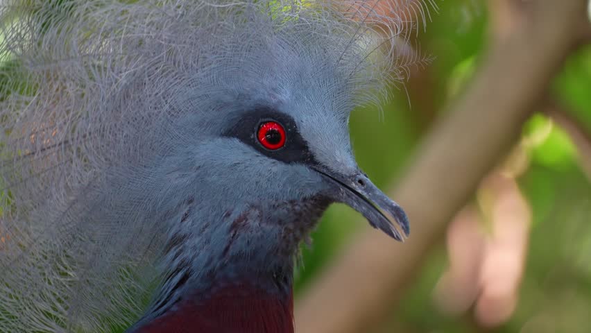 Close up shot of a Sclater