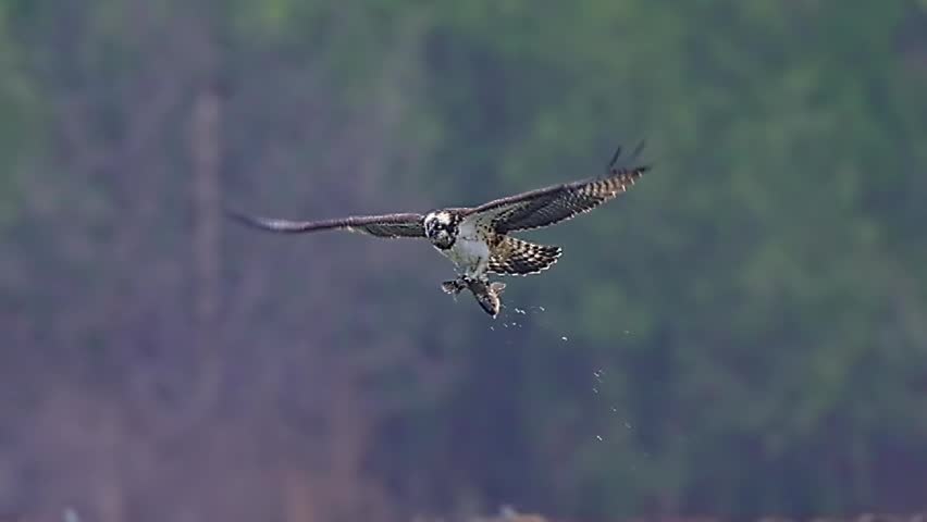Majestic osprey bird of prey flying mid-air while carrying a caught fish in its talons, dynamic wildlife hunting action with a soft blurred forest background.