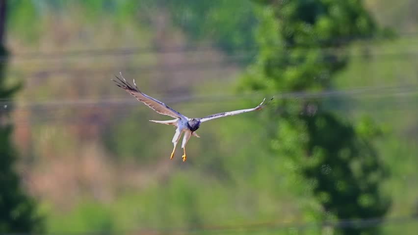 Majestic bird of prey swooping down with extended yellow talons, dynamic wildlife hunting action mid-air against a blurred green forest background.