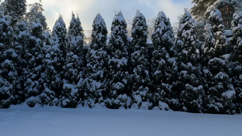 Snow covers trees in a forest on a winter day. The snowflakes drift down, creating a soft blanket on the ground. Quiet fills the area as the trees stand tall in the cold.