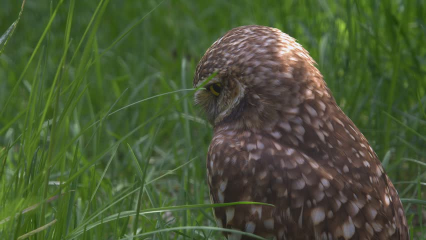 Low angle closeup: Cute Burrowing owl surrounded by lush green grass