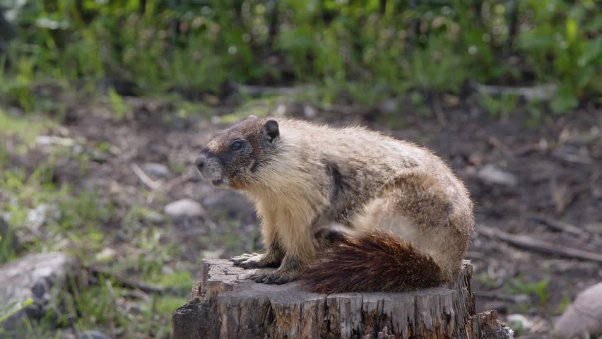 Chubby cute marmot sitting on tree stump scratches itch on sunny day