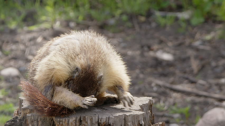 Adorable Yellow-bellied marmot grooms fur on old tree stump, close-up
