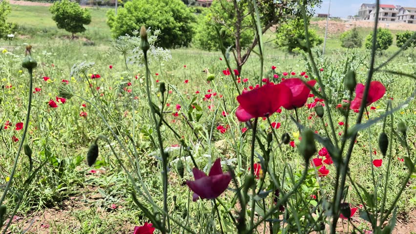 Green meadow with grass, trees and red flowers, windy and sunny weather.

