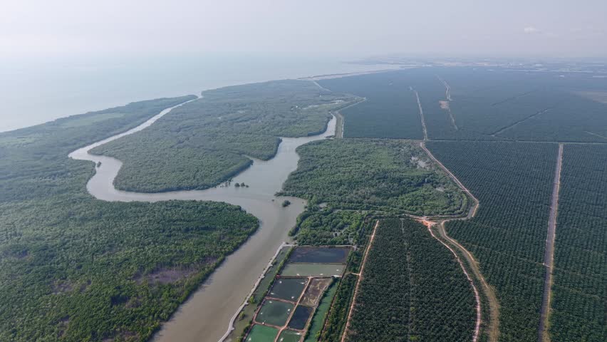 Aerial drone view of mangrove forest and adjacent plantations at Kuala Gula, Malaysia.