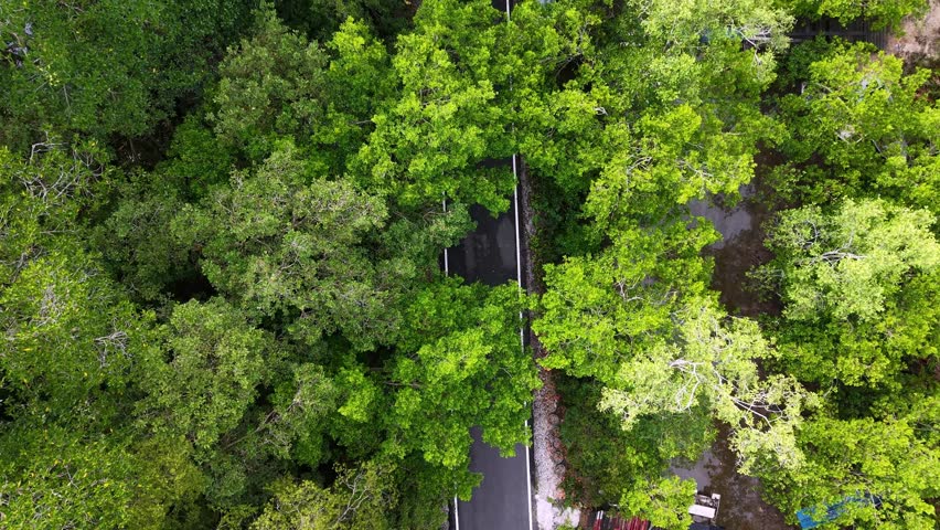 Top down drone shot of a coastal mangrove forest with a narrow boardwalk through dense green canopy