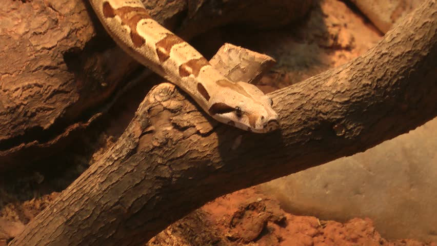 A Boa constrictor is walking 