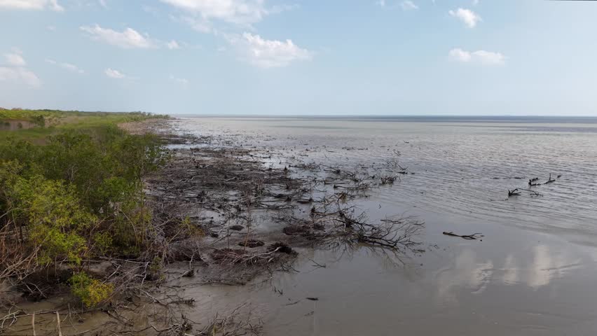 Aerial view showing extensive mangrove clearing and dead roots along muddy tropical coastline.